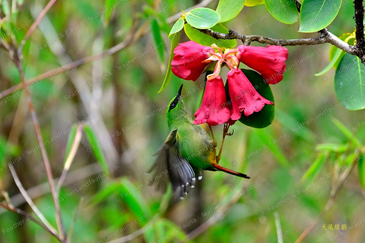 Fire-tailed Myzornis reaching up to red rhododendron flowers in flight.