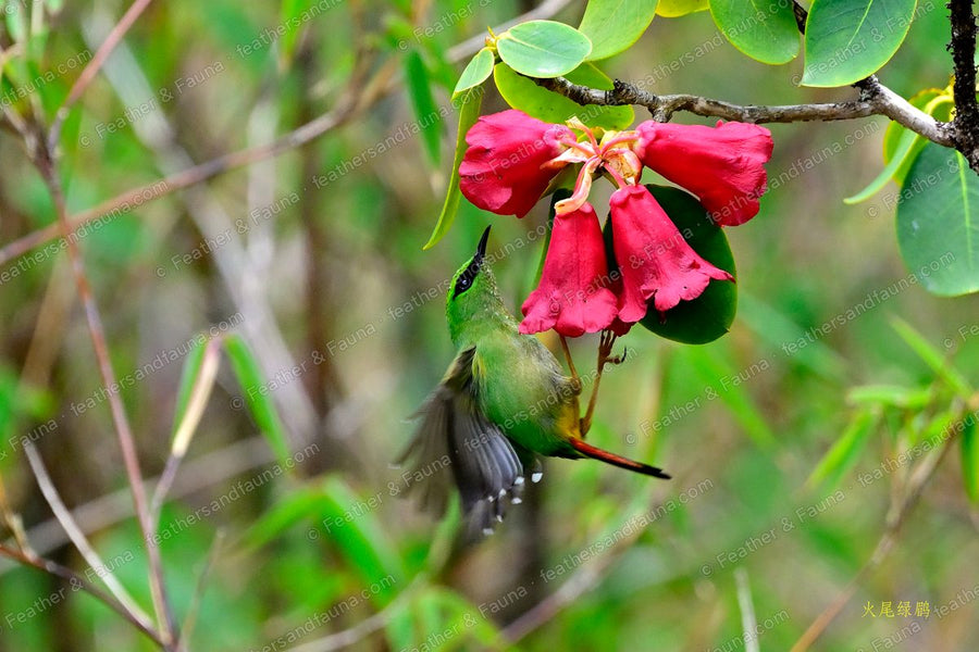 Fire-tailed Myzornis reaching up to red rhododendron flowers in flight.