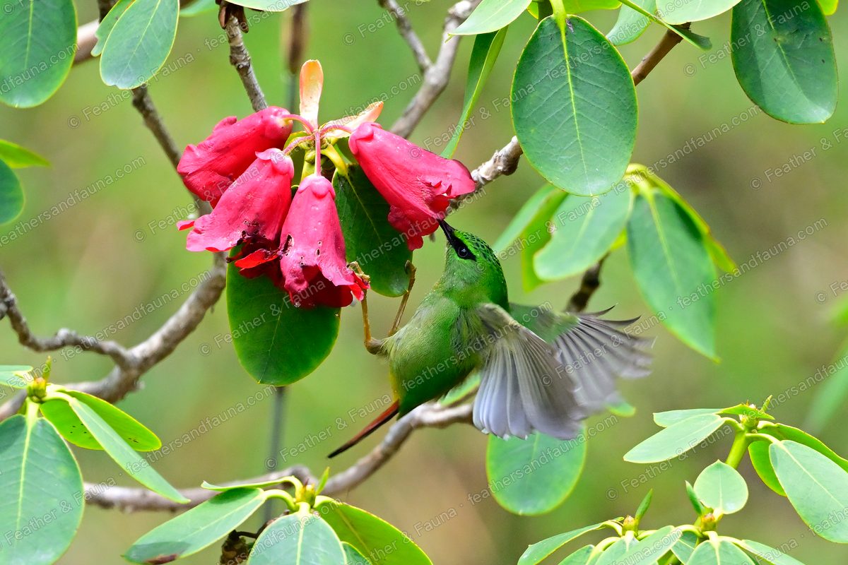 Male Fire-tailed Myzornis in flight at crimson rhododendron with wings and red tail spread.