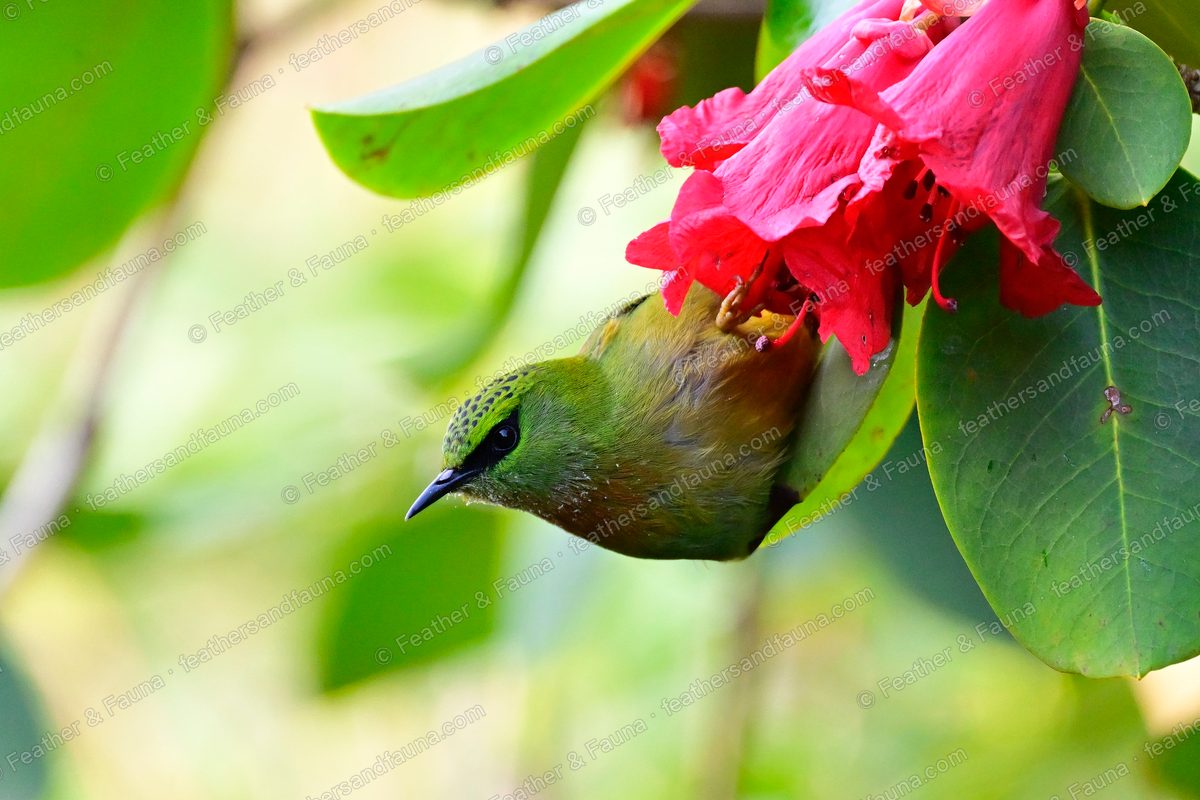 Female Fire-tailed Myzornis feeding upside down at a crimson rhododendron flower.