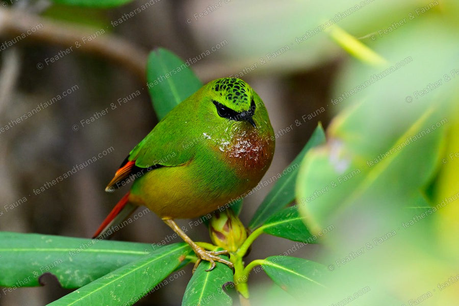 Female Fire-tailed Myzornis, green with a scaled crown and rusty belly, among rhododendron leaves.