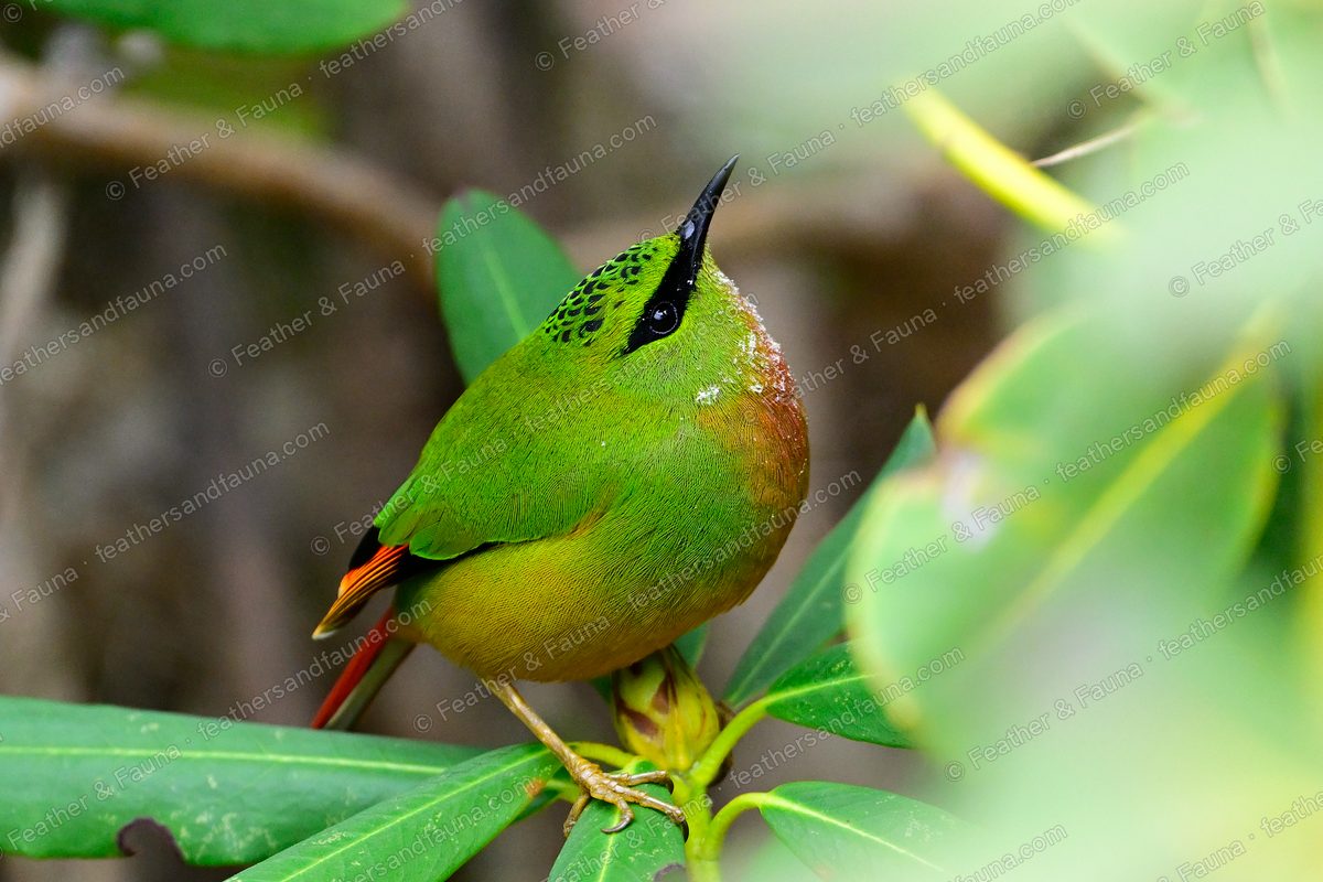 Female Fire-tailed Myzornis looking up from a rhododendron stem, green with red wing edges.