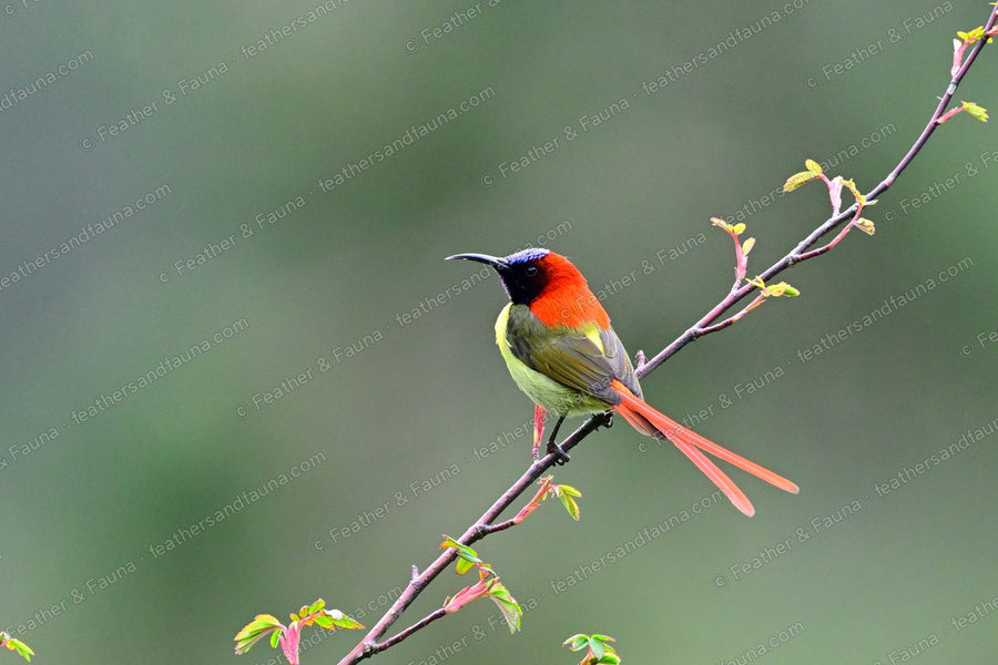 Male Fire-tailed Sunbird with long red tail perched on a thin diagonal twig.