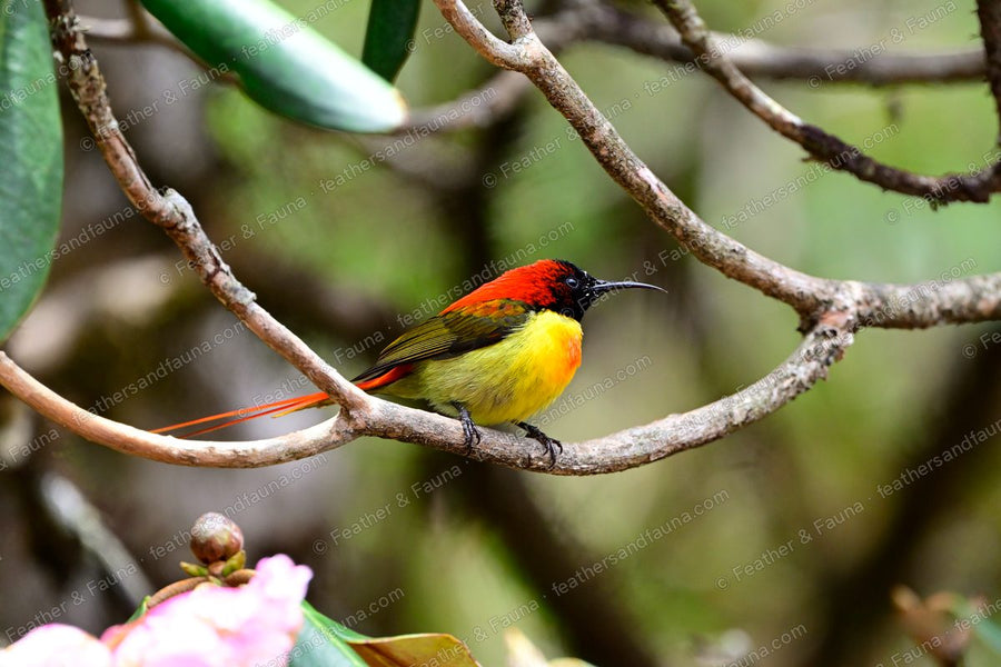 Male Fire-tailed Sunbird with a long crimson tail on a bare twig.
