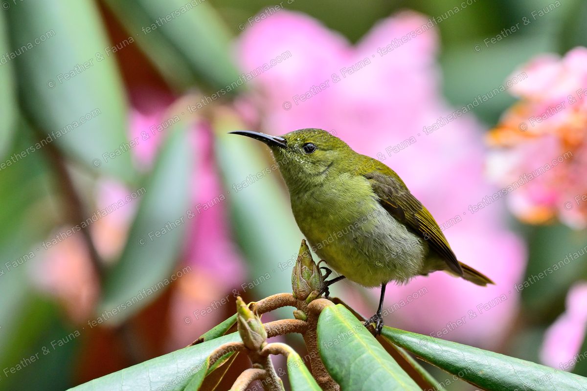 Female Fire-tailed Sunbird, plain olive-green, perched among rhododendron leaves.