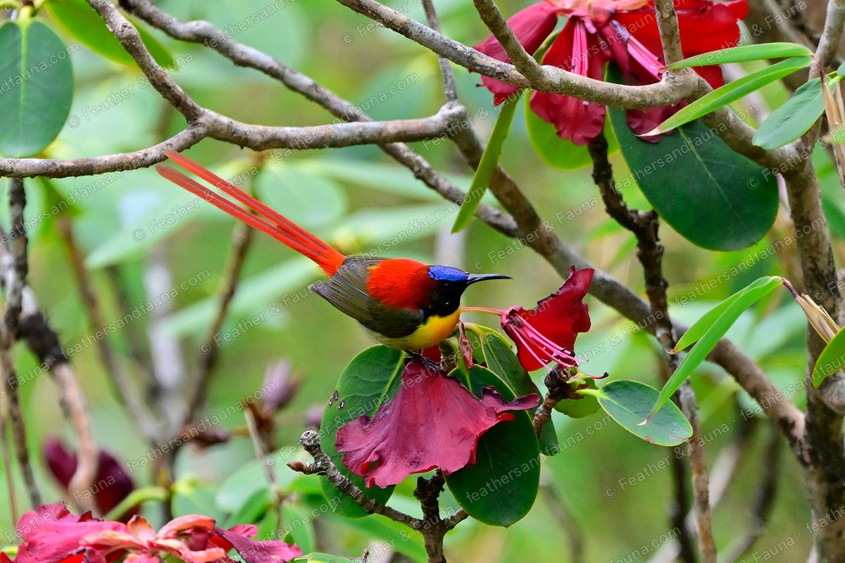 Male Fire-tailed Sunbird with long red tail among crimson rhododendron flowers.