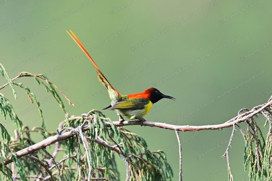 Male Fire-tailed Sunbird calling on a bare twig with a long red tail raised.