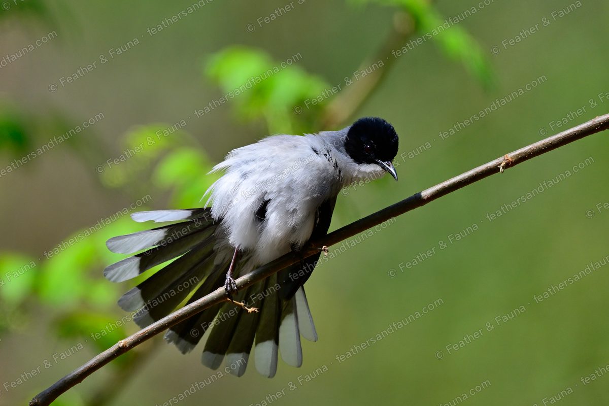 Small black-hooded grey and white flycatcher on a diagonal twig with tail fanned.