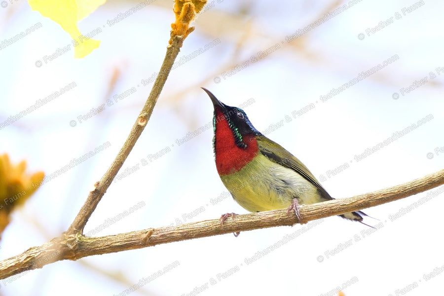 Male Fork-tailed Sunbird with a green crown and crimson throat on a bare branch.