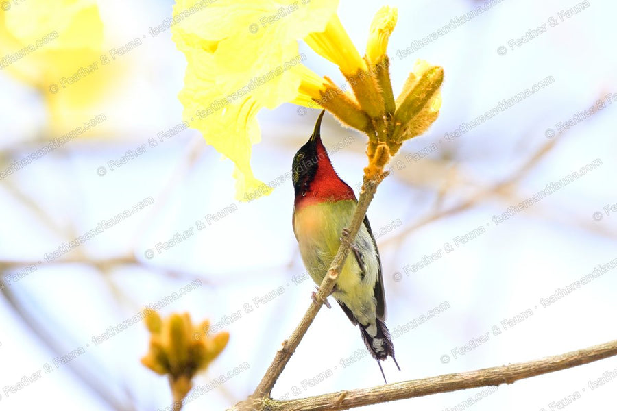 Male Fork-tailed Sunbird feeding at yellow trumpet-tree flowers, crimson throat showing.