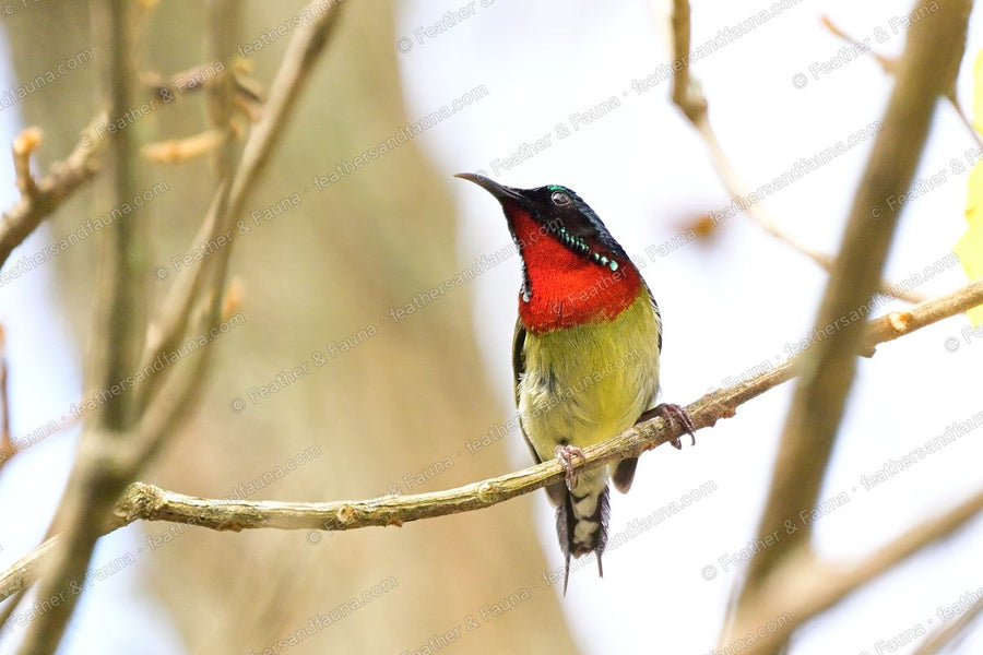 Male Fork-tailed Sunbird with a crimson breast and green crown on a bare twig.