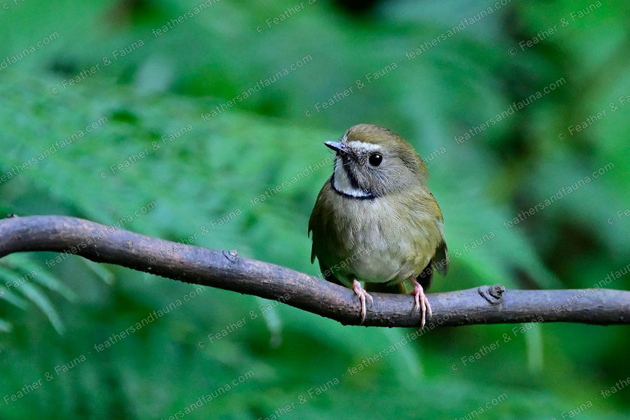 Small fulvetta with a white throat and marked head on a diagonal branch in forest.