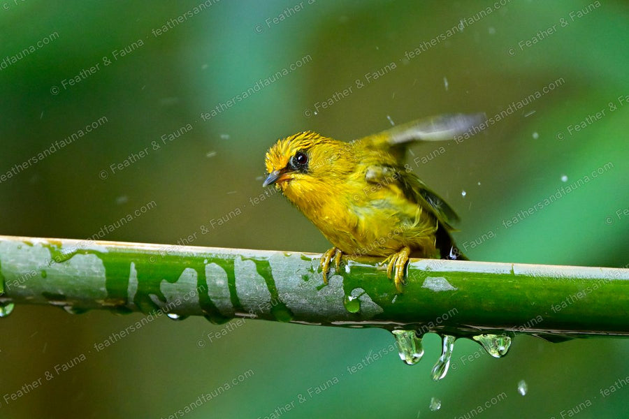 Golden Babbler shaking off water on a bamboo stem, bright yellow with a streaked crown.