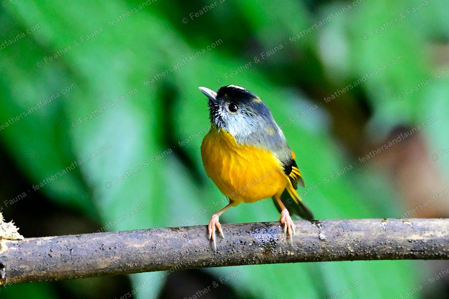 Golden-breasted Fulvetta with a silvery face and golden breast on a bare branch.