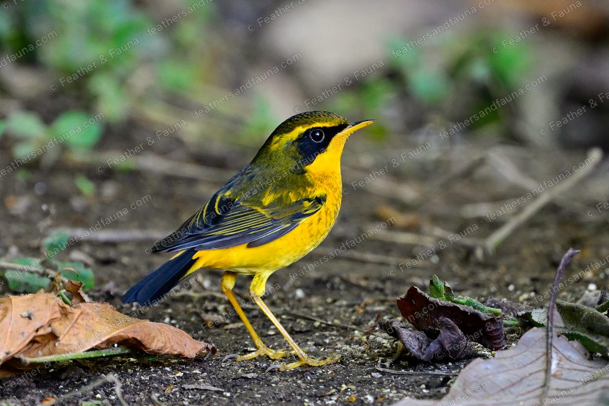Golden Bush Robin, yellow with a black mask, on dark forest ground.