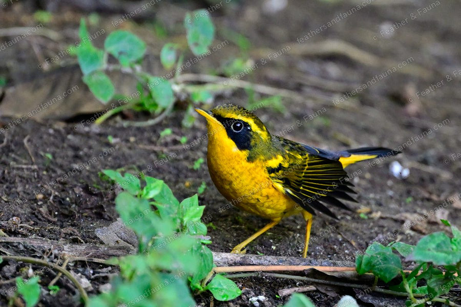 Golden Bush Robin with yellow body and black mask on damp forest ground, tail cocked.