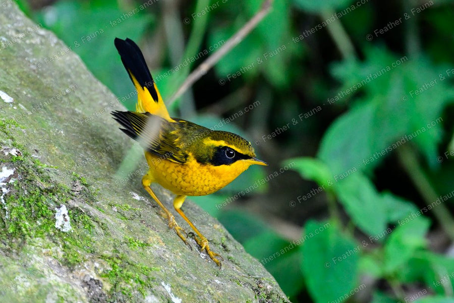 Golden Bush Robin with tail cocked bounding across a mossy rock.