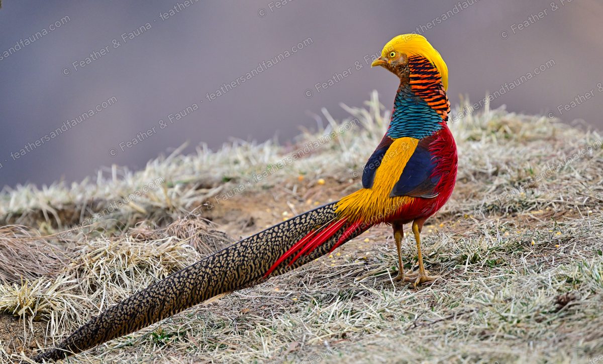 Male Golden Pheasant with golden crest and scarlet body on frosty grass.