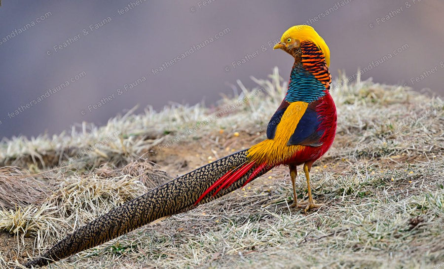 Male Golden Pheasant with golden crest and scarlet body on frosty grass.