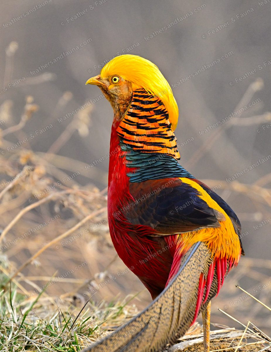 Male Golden Pheasant showing its golden crest and barred orange cape.