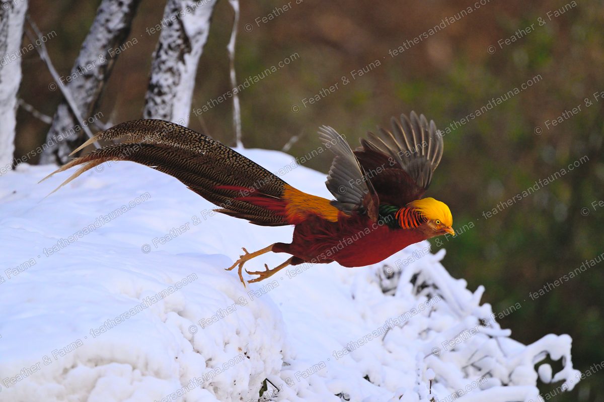Male Golden Pheasant launching into flight off a snowbank, wings raised, long tail trailing.