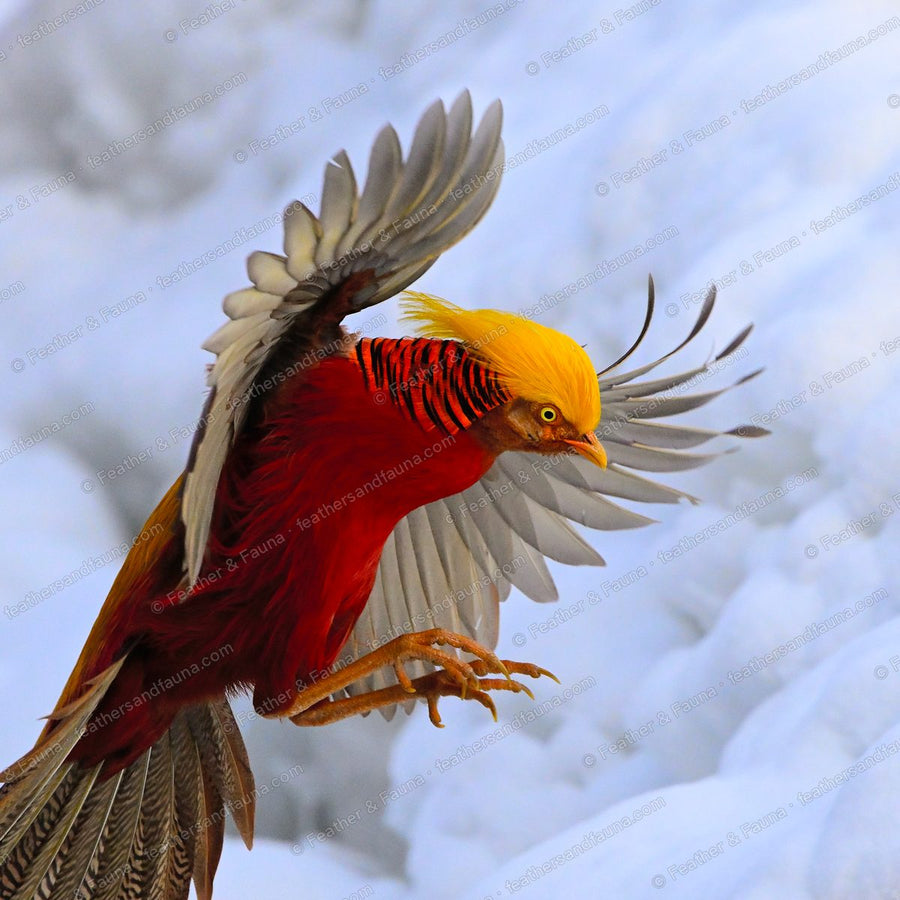 Male Golden Pheasant in flight against a white snowy background, wings spread.