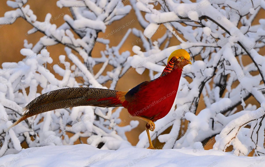 Male Golden Pheasant walking on snow in front of snow-covered branches.