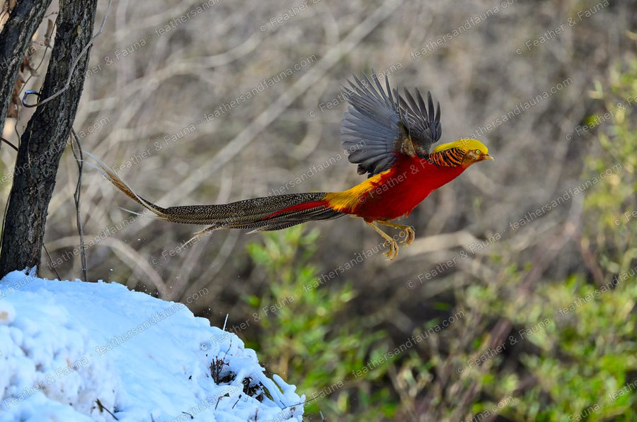 Male Golden Pheasant launching into flight off a snowbank, long barred tail trailing.