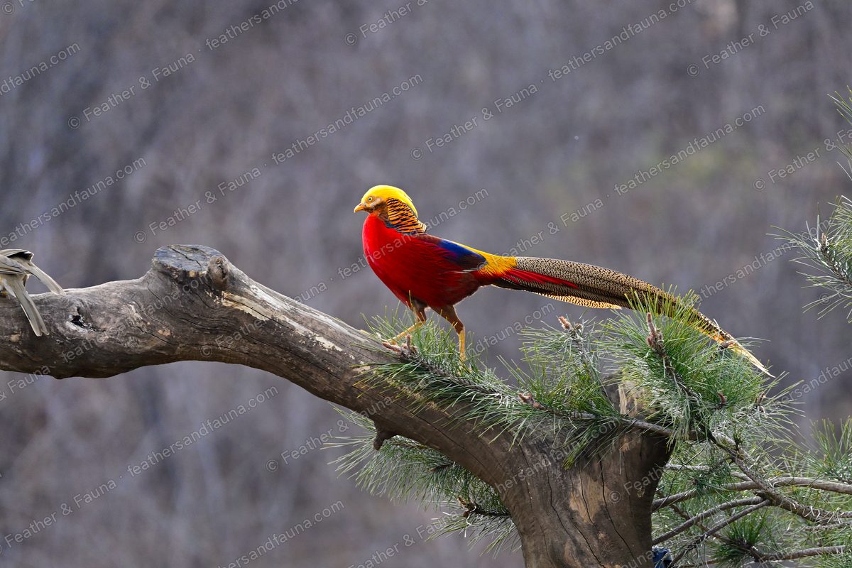 Male Golden Pheasant on a curved branch above a pine, long barred tail hanging.