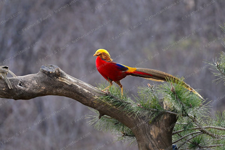 Male Golden Pheasant on a curved branch above a pine, long barred tail hanging.