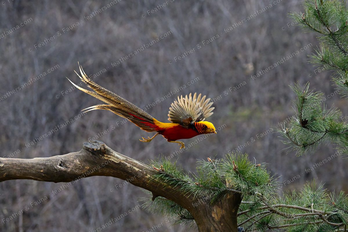 Male Golden Pheasant launching from a branch with wings raised and a very long tail streaming.