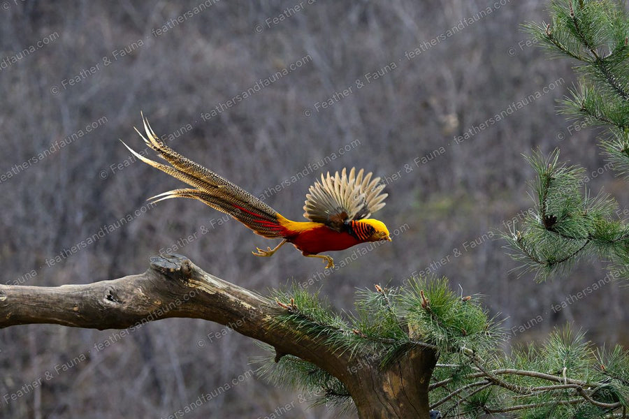 Male Golden Pheasant launching from a branch with wings raised and a very long tail streaming.
