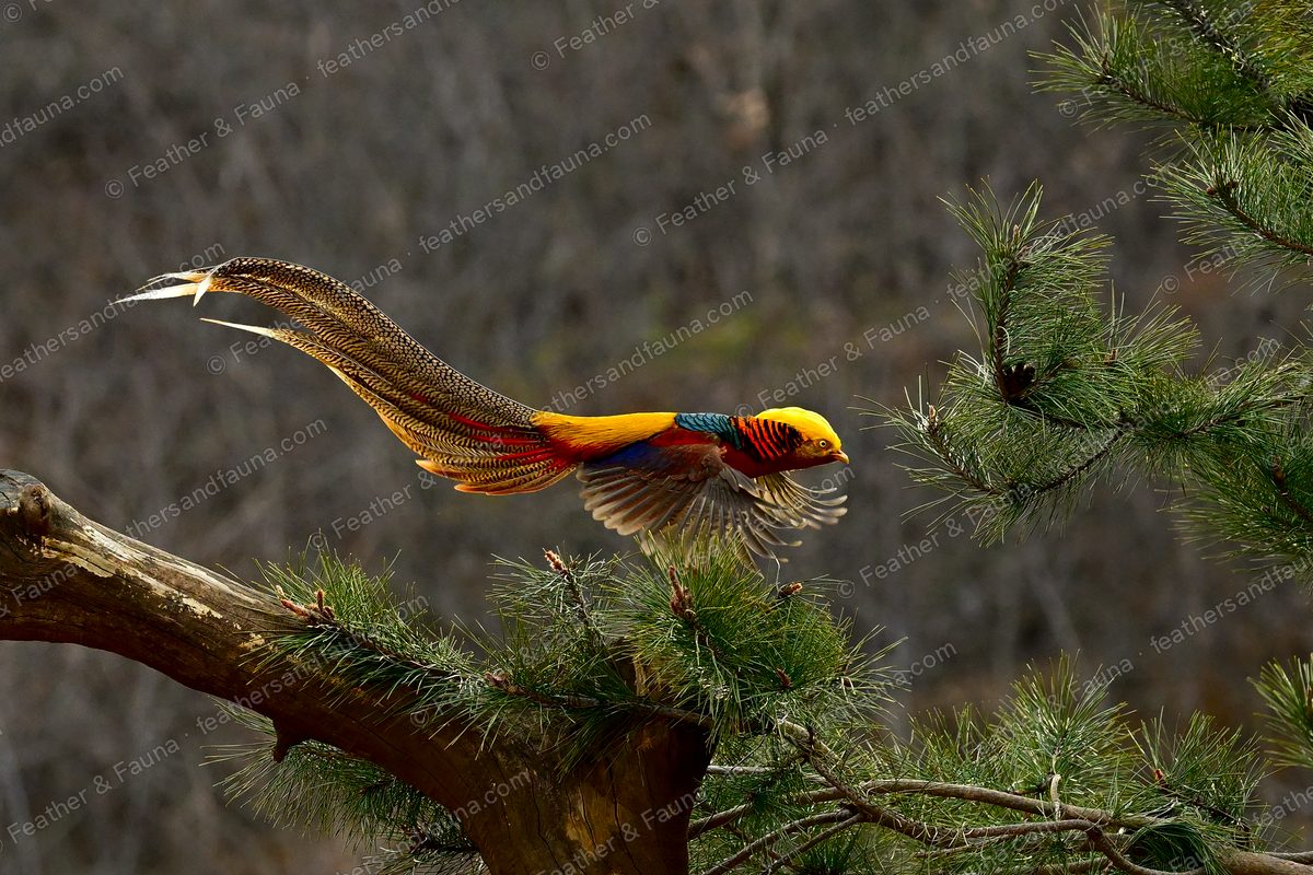 Male Golden Pheasant flying off a branch, wings blurred, very long barred tail trailing.