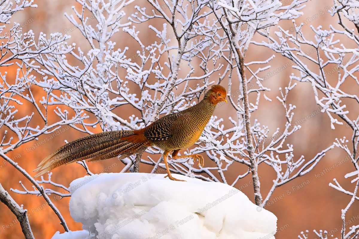 Female Golden Pheasant with mottled brown plumage on a snow mound among frosty branches.