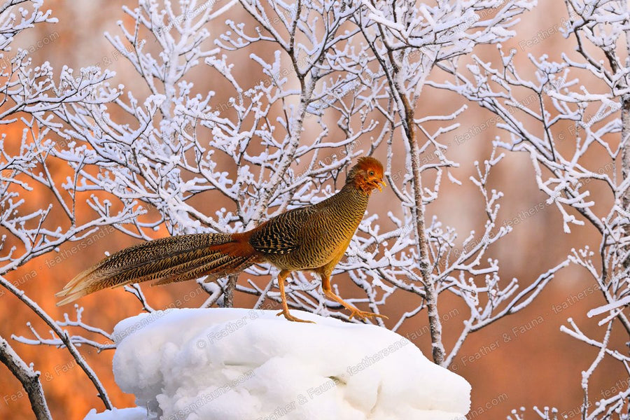 Female Golden Pheasant on a snow mound among frosty branches, mottled brown plumage.