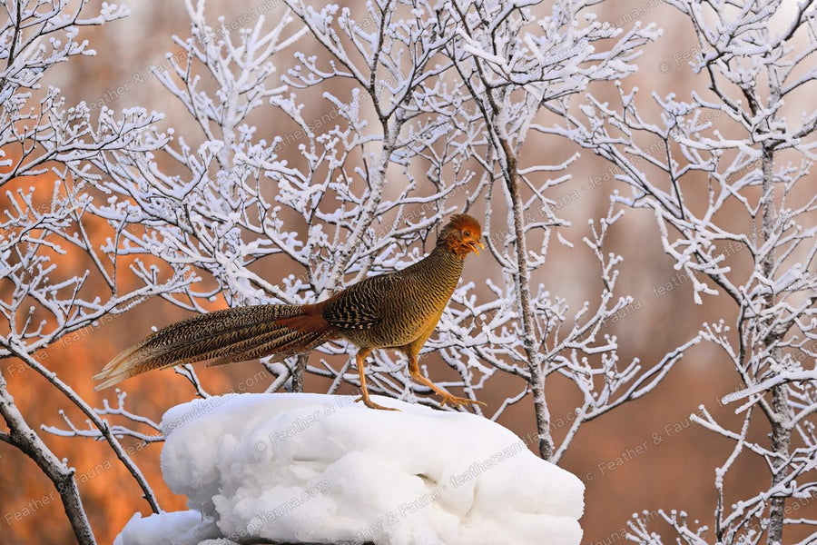 Female Golden Pheasant on a snow mound in front of frost-covered branches.