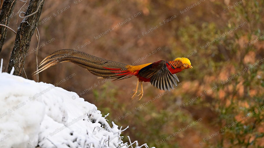 Male Golden Pheasant flying off a snowbank, wings blurred, very long tail streaming.