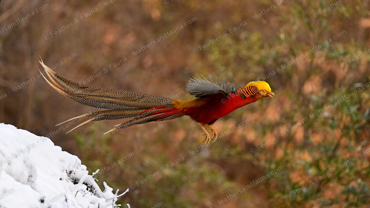 Male Golden Pheasant flying off a snowbank, scarlet body and very long trailing tail.
