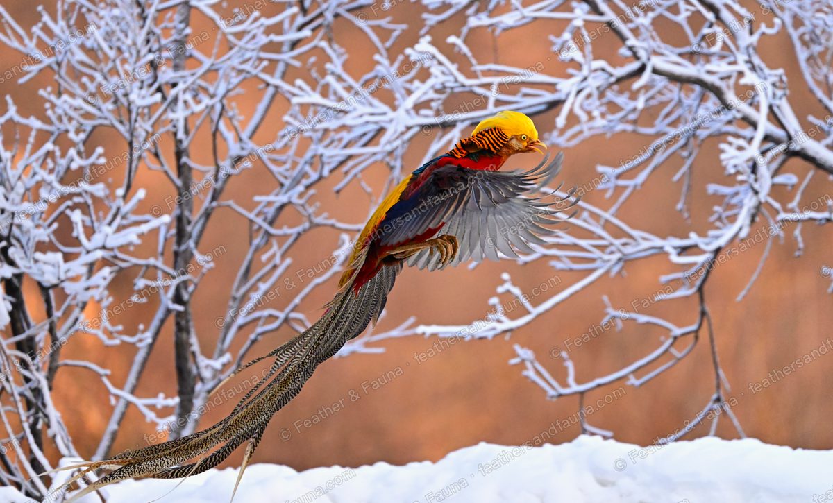 Male Golden Pheasant in flight past frosty branches, very long tail sweeping to the snow.