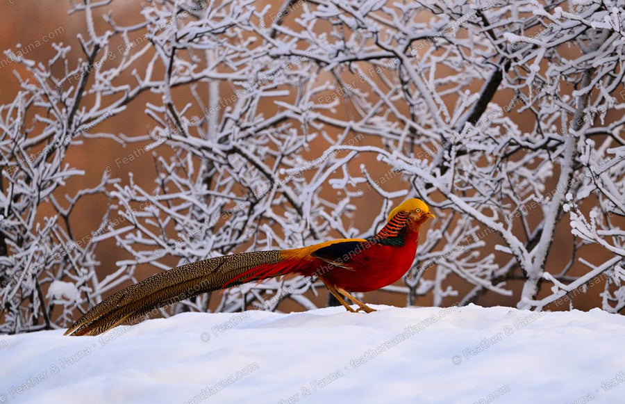 Male Golden Pheasant walking on snow in profile, long barred tail behind.