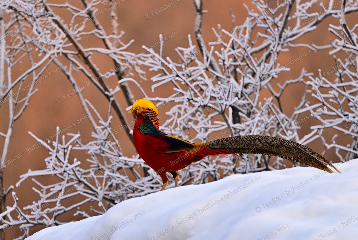Male Golden Pheasant on snow with wings slightly open, blue wing patch showing.