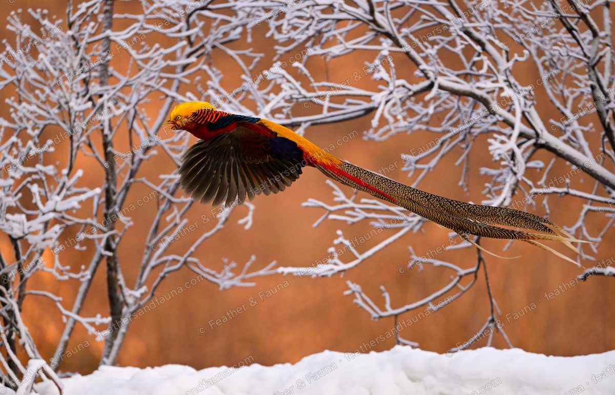 Male Golden Pheasant in flight past frosty branches, an extremely long barred tail trailing.
