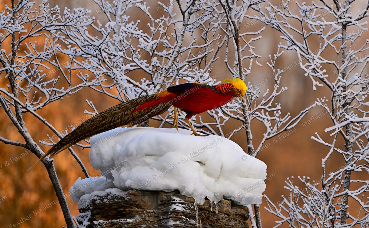 Male Golden Pheasant on a snow-topped stump with an extremely long tail hanging down.