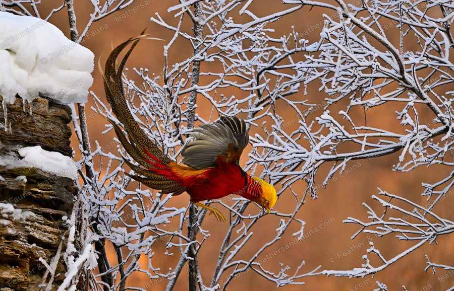 Male Golden Pheasant launching off a snow-topped stump, very long tail cocked up.