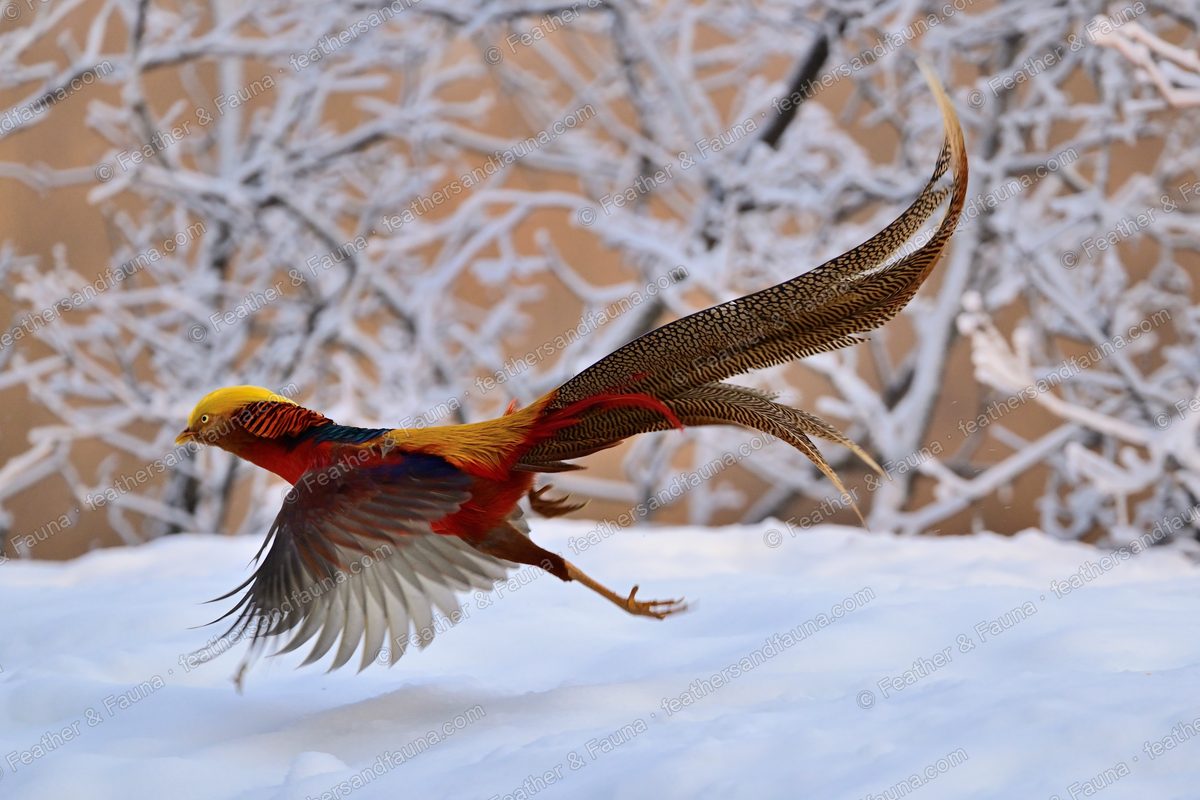 Male Golden Pheasant launching off snow with wings raised and a very long tail streaming.