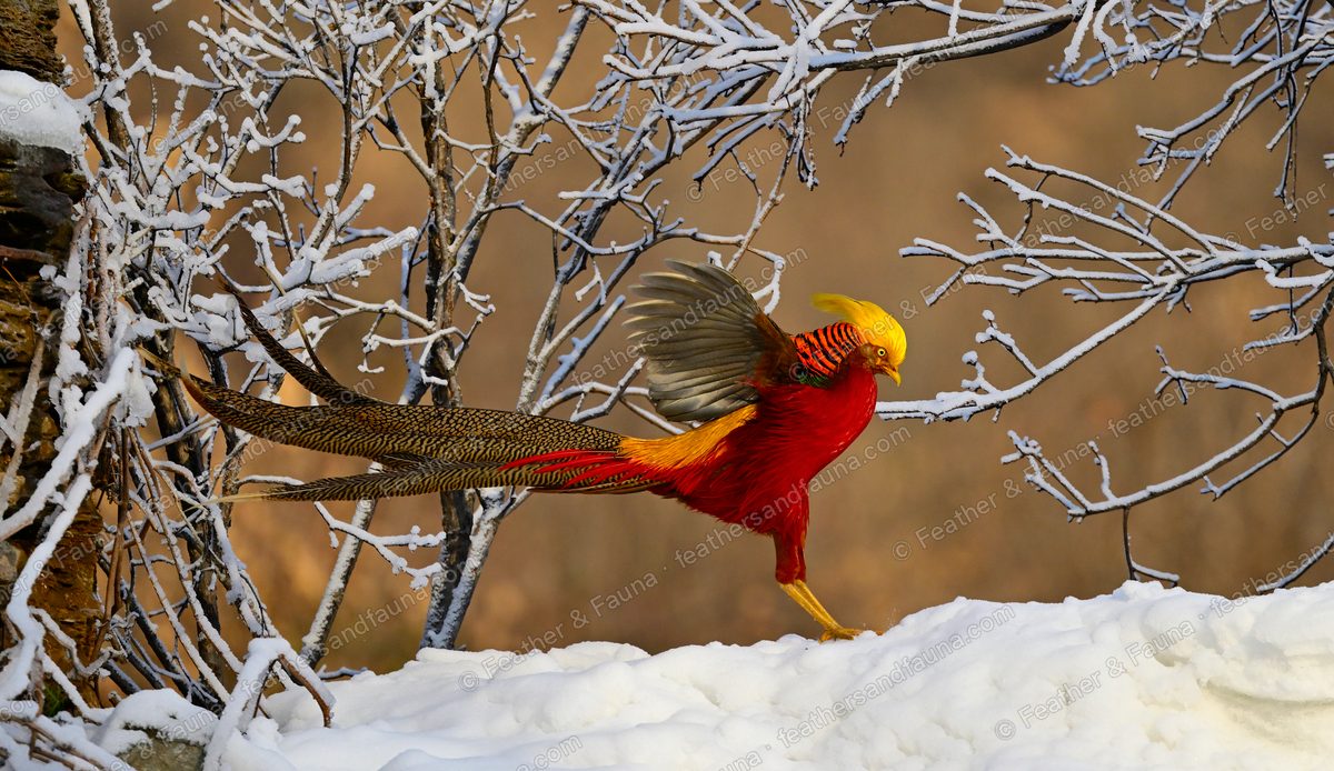 Male Golden Pheasant launching off snow with wings raised and a very long tail streaming.