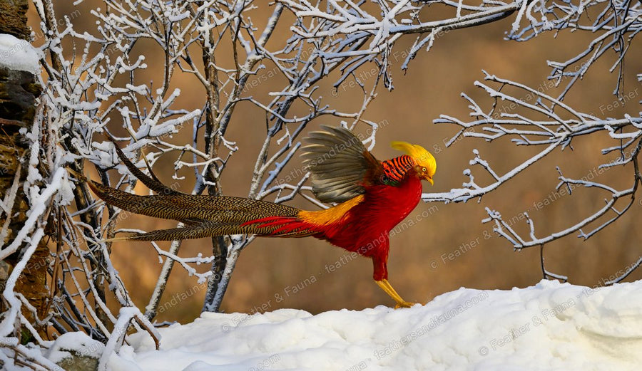 Male Golden Pheasant launching off snow with wings raised and a very long tail streaming.