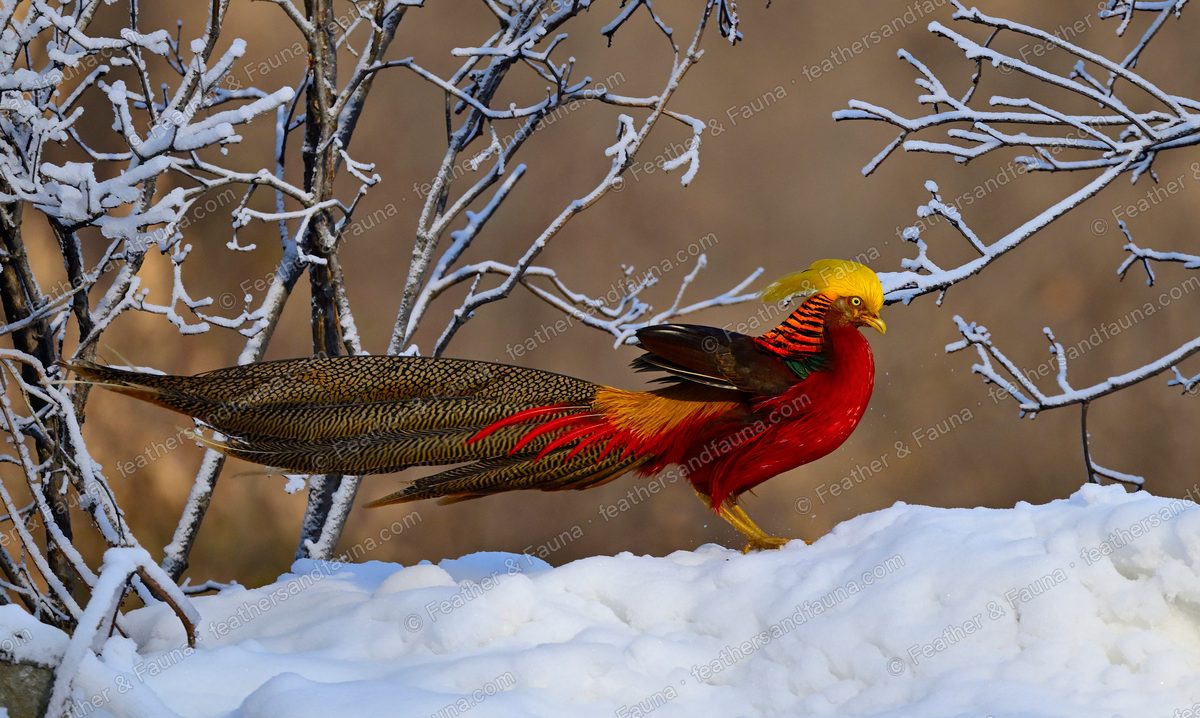 Male Golden Pheasant on snow in profile, an extremely long barred tail behind.