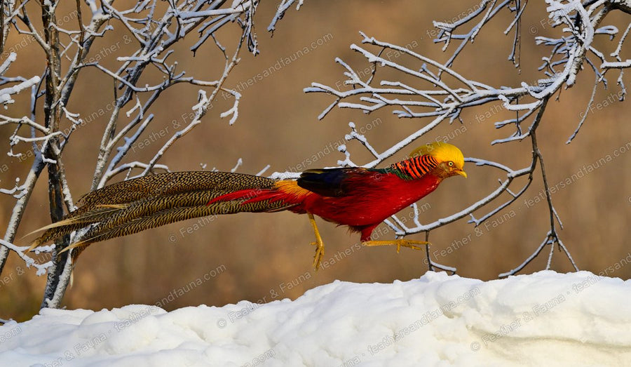 Male Golden Pheasant leaning forward on snow with an extremely long barred tail behind.