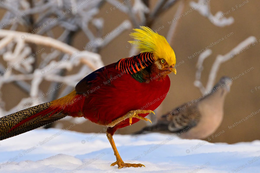 Male Golden Pheasant walking forward on snow, golden crest and scarlet breast.